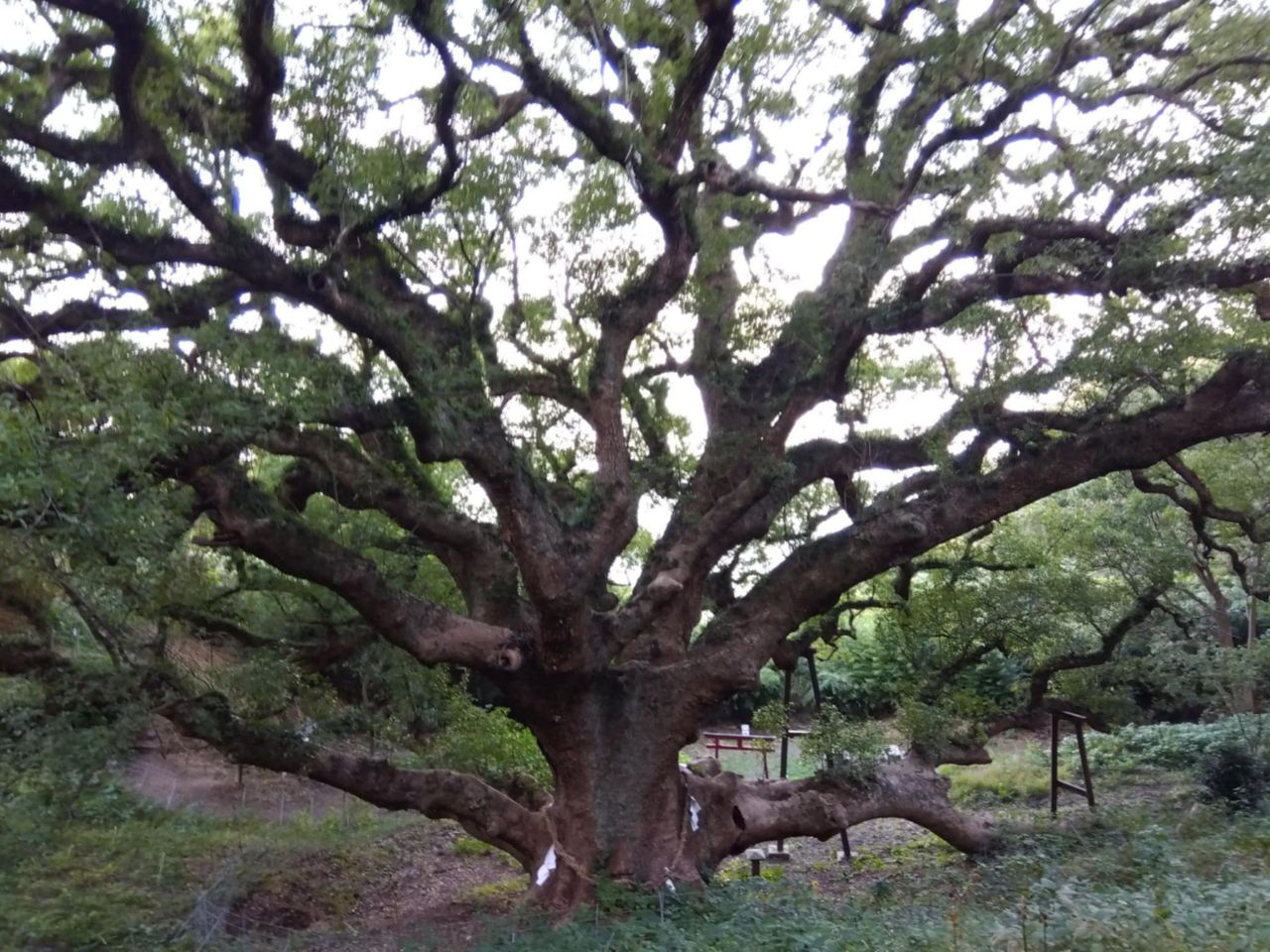 志々島のクスノキ