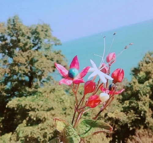水辺の植物