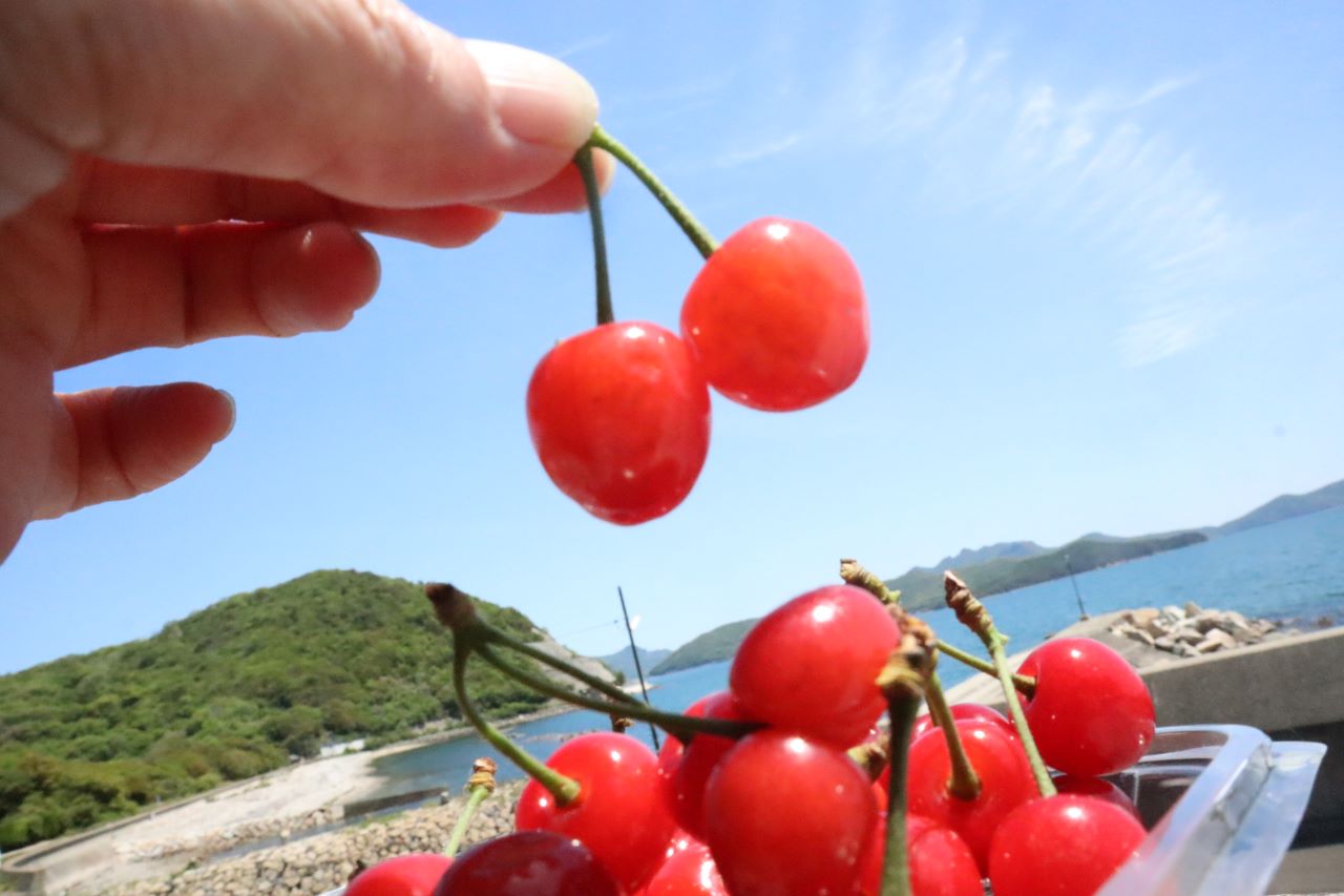発芽してしまった。