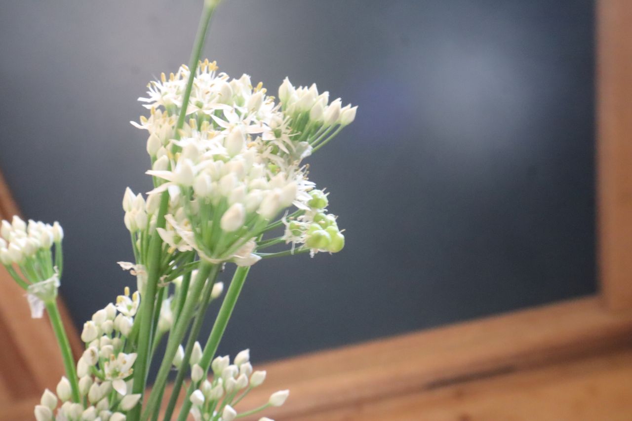 にらの花