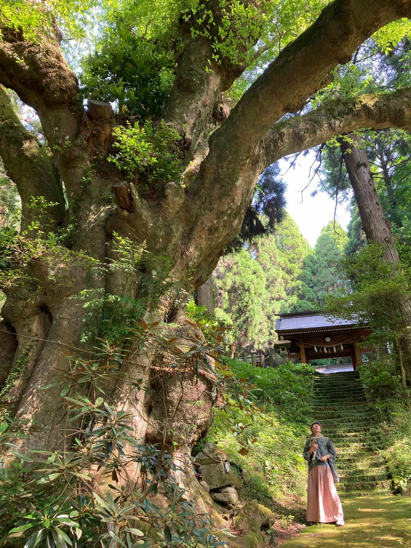 けやきの木