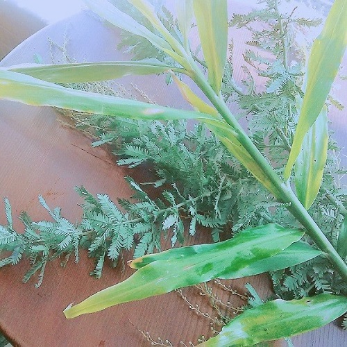 生姜