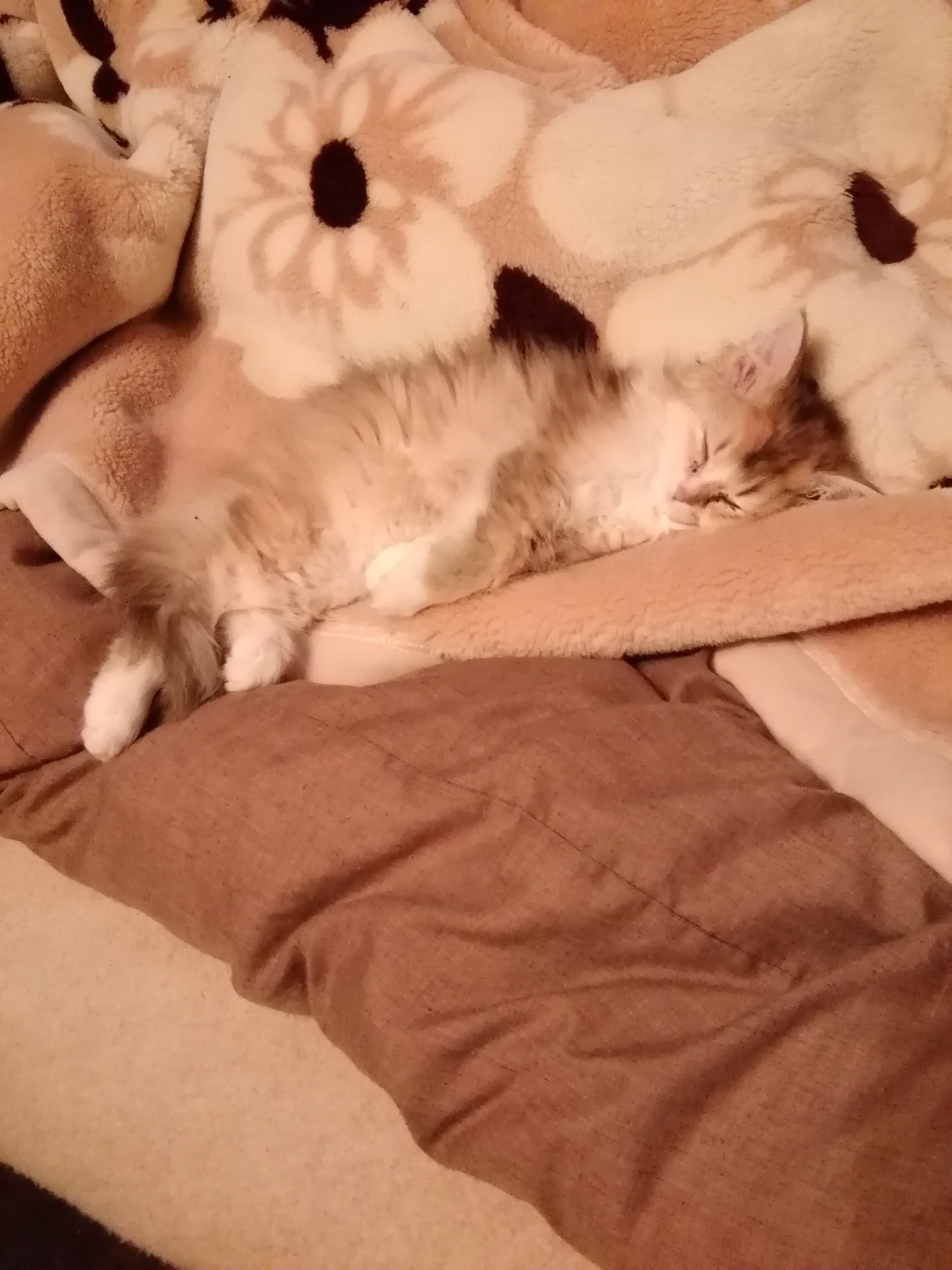 ヒモ生活