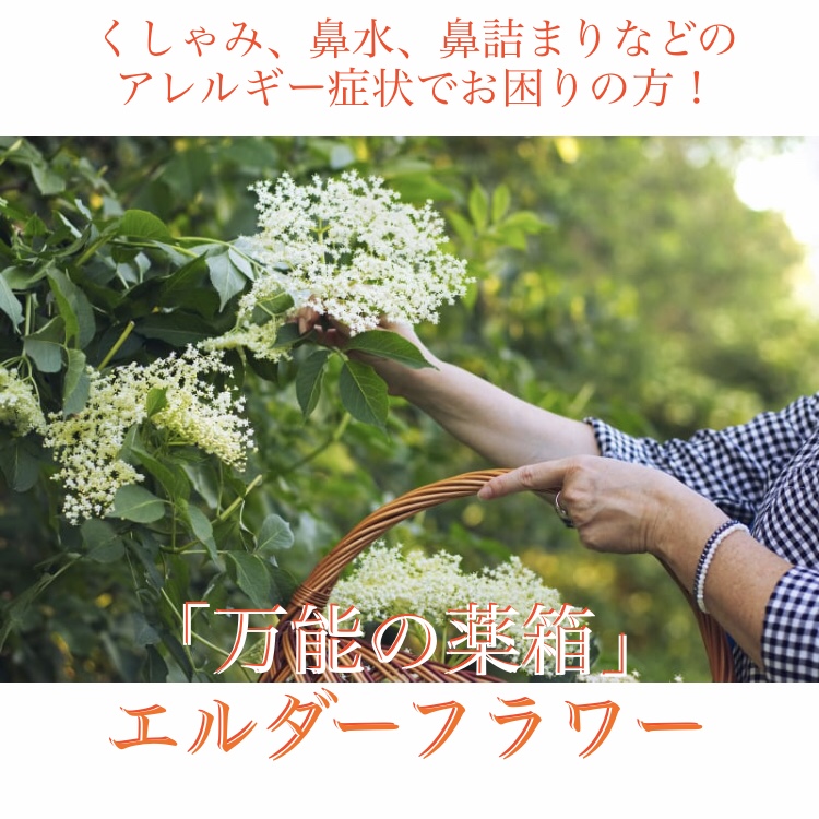 ウイルスに負けるな！特集その②エルダーフラワー！