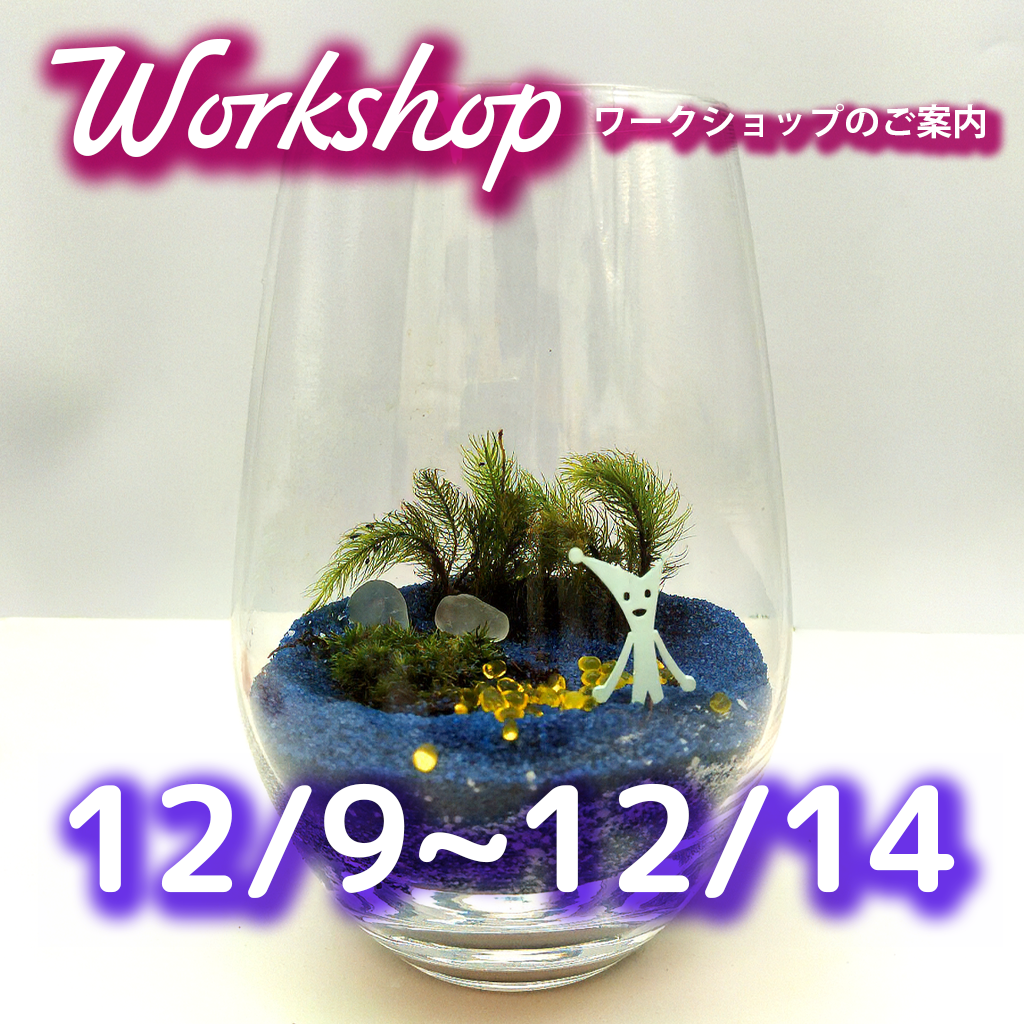 小さな苔庭、森の香り、静けさの光─手のひらで作る冬の記憶 第二弾 12/9日~12月14日まで