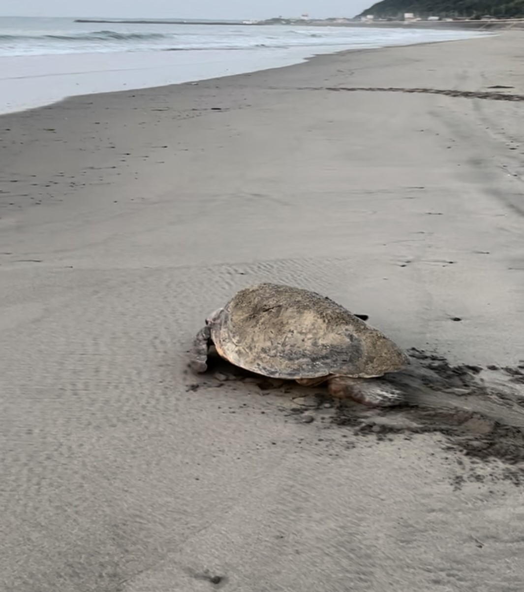 2023年最後のビーチクリーン