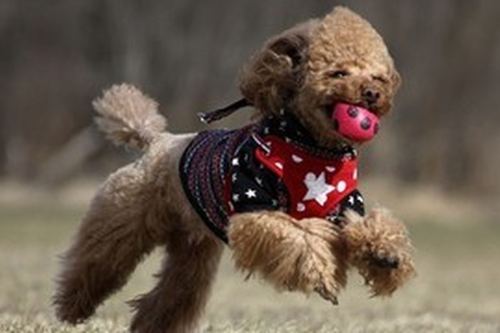 押さえておきたい小型犬の冬服選び　～愛犬にぴったりな冬服選び～