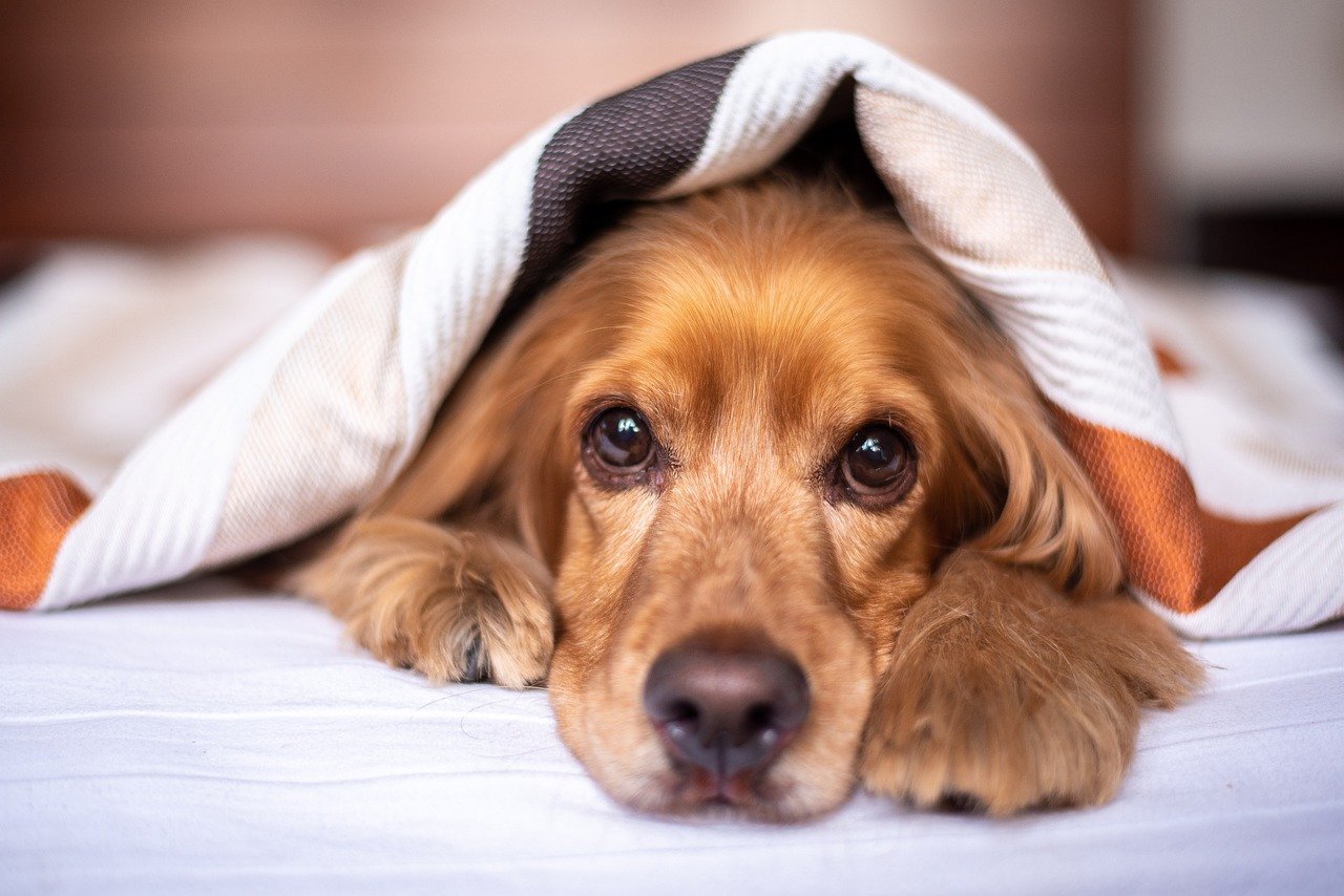 犬だって寒いんです！