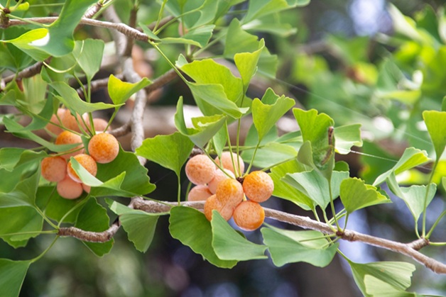 ぎんなんの食べ方は?フライパンひとつでホクホク香ばしく!