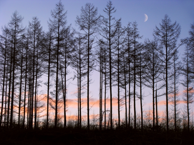 新春福袋企画のお知らせ