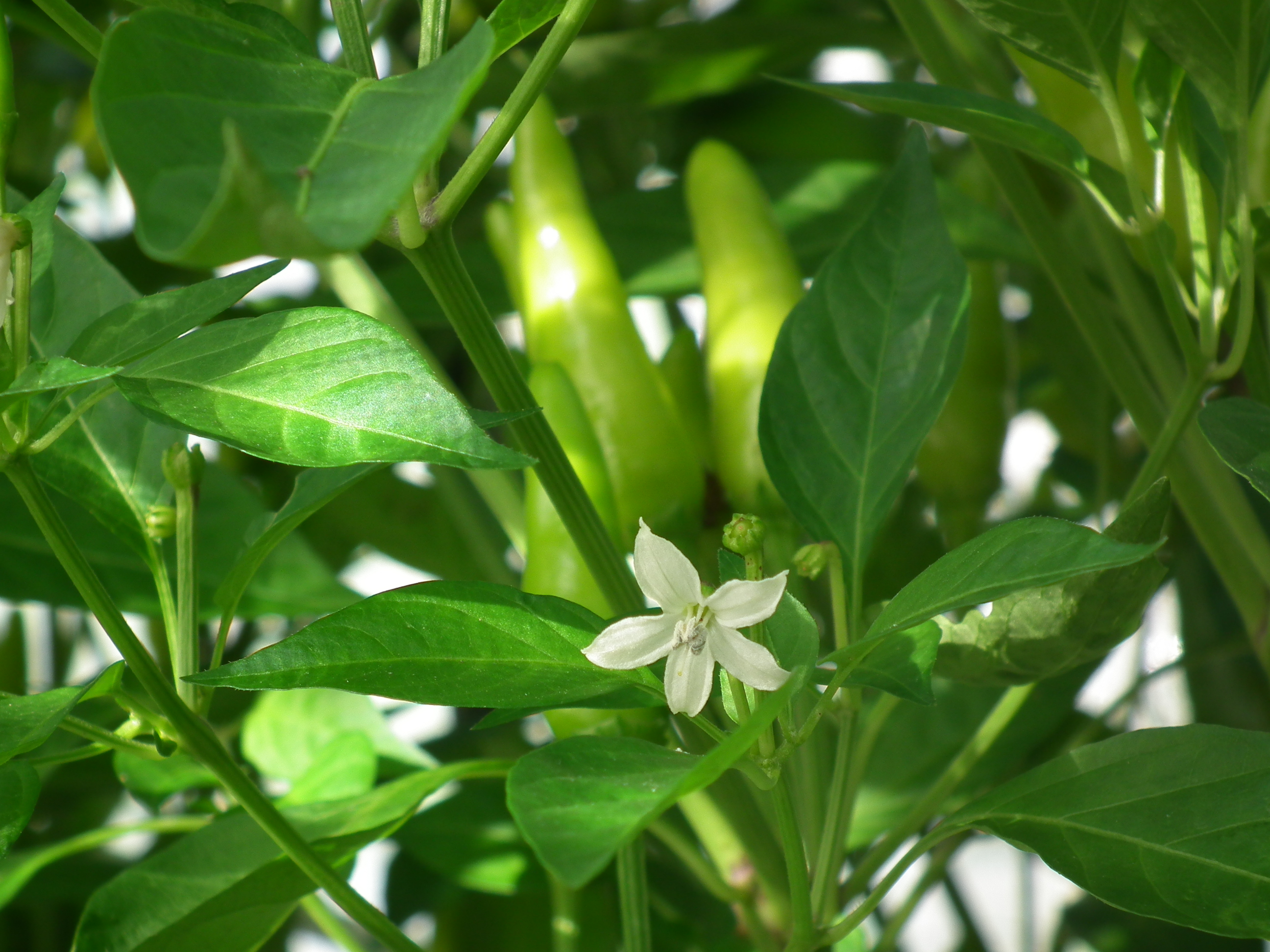 弥平唐辛子専門店[pepper's」
