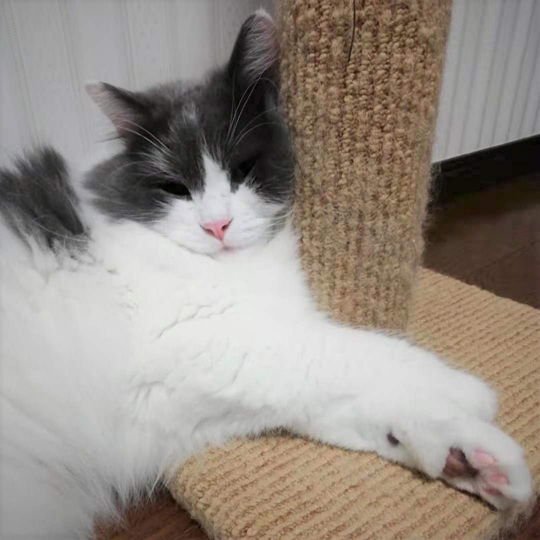 ぺしゃんこ顔で寝ています！