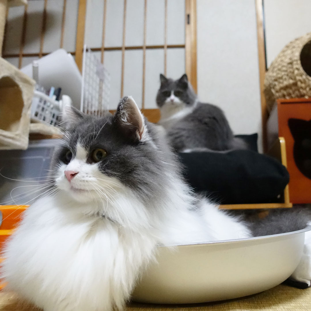 葵斗くんは今でも猫鍋派です。