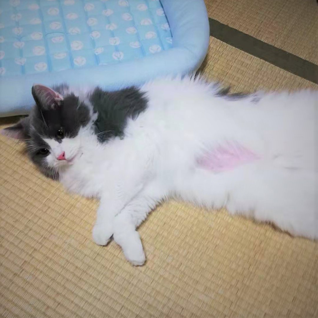 葵斗くん　猫ドック
