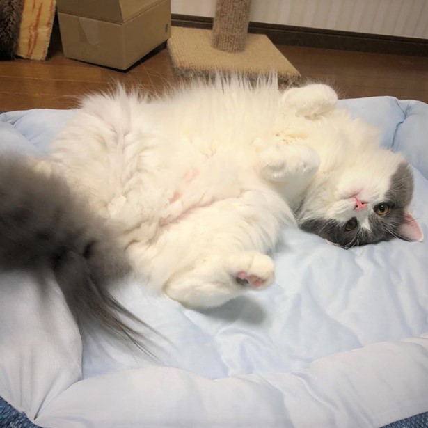 猫ドック前！