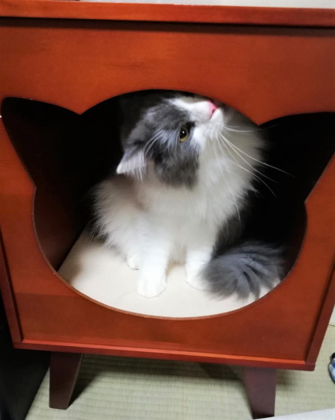 自宅のキャットハウスを点検中です！