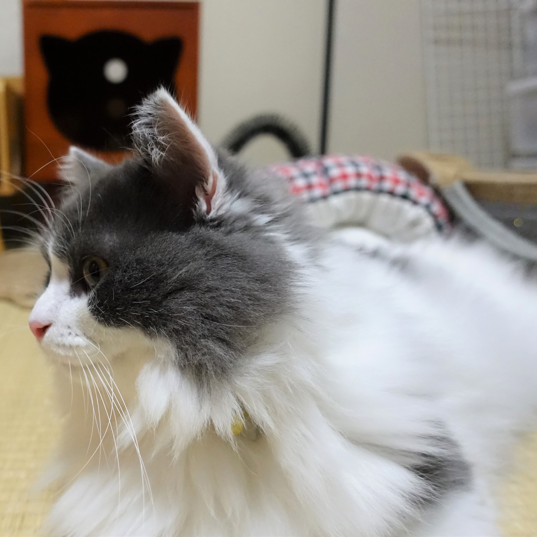 写真！