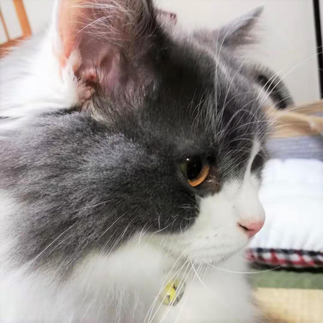 イケにゃんですね。