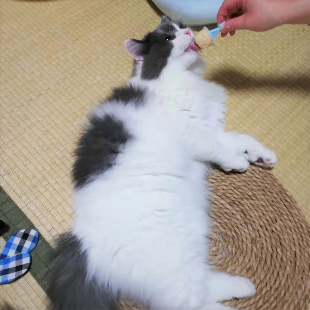 今年初の猫アイス！