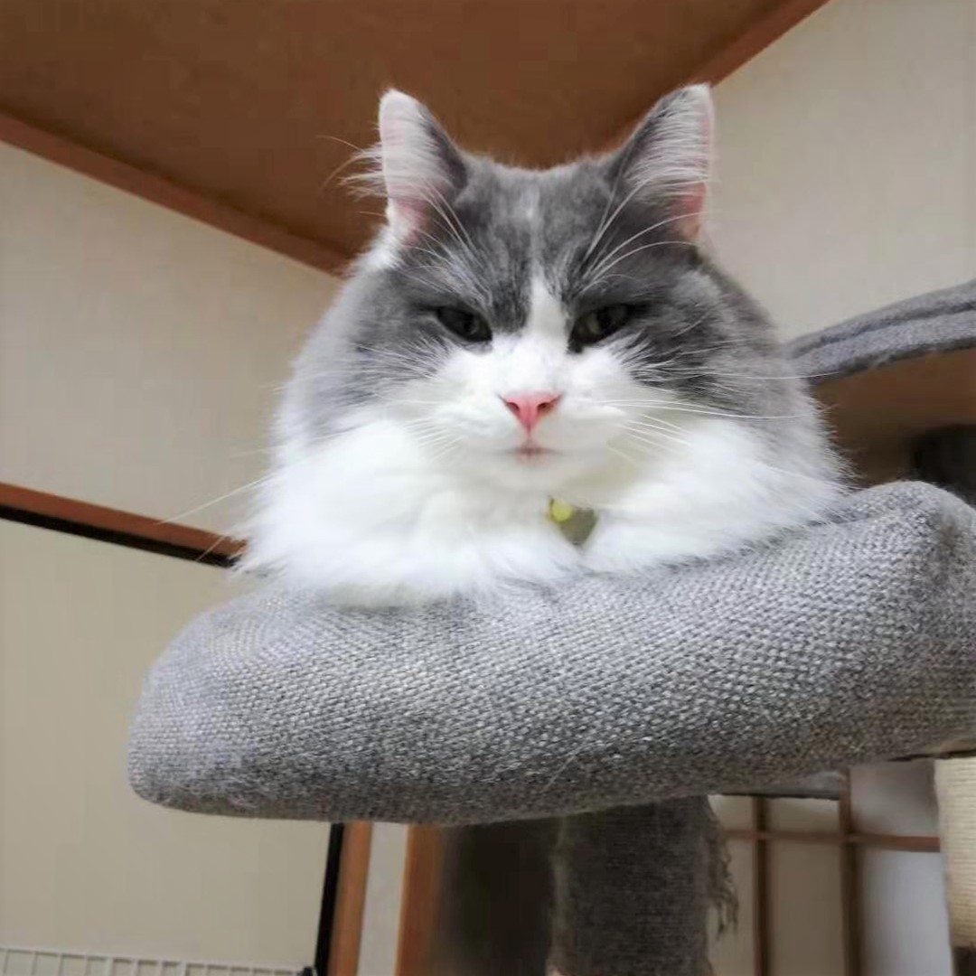 キャットタワー