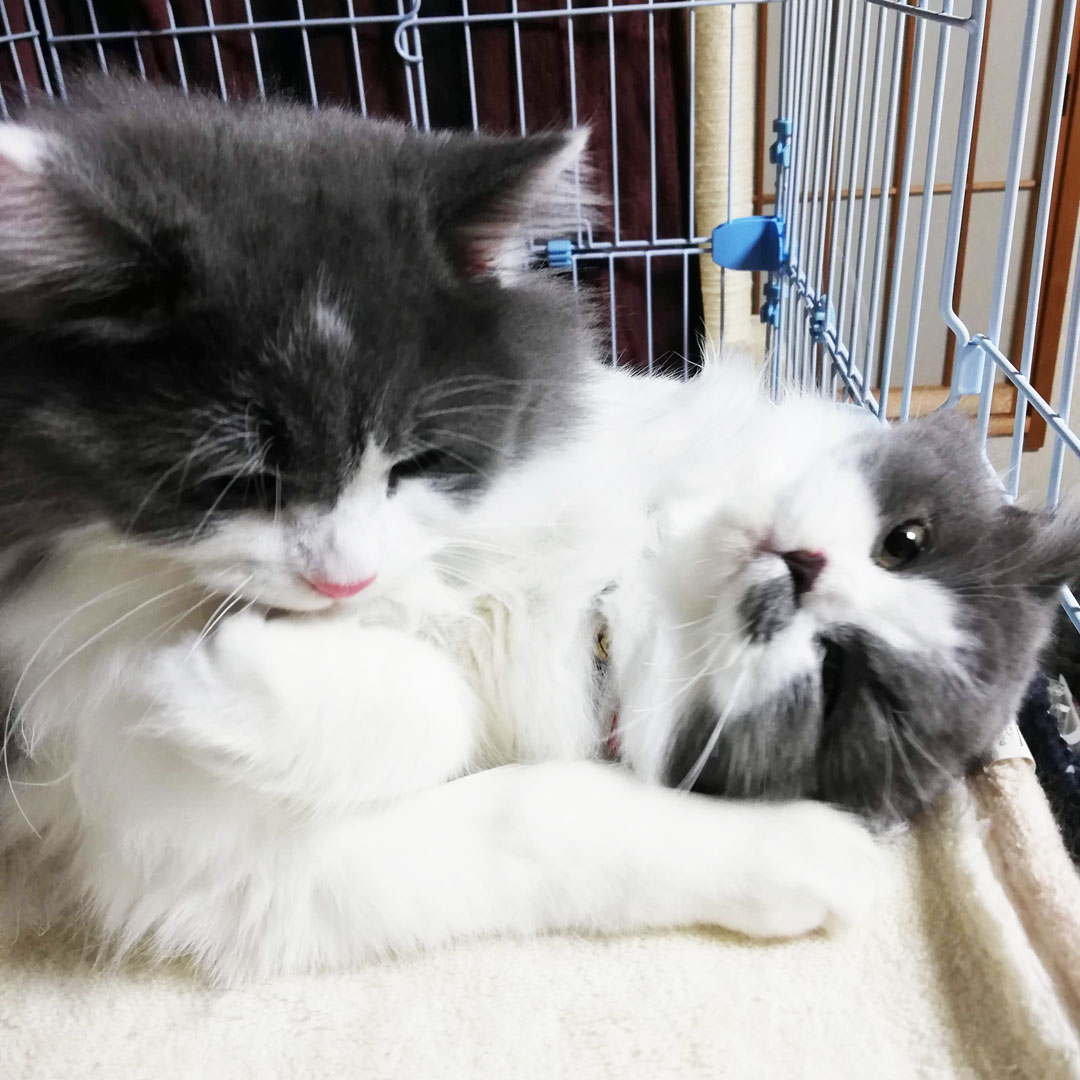 高槻の猫カフェ「花よりにゃんこ」さんがいらっしゃいました。