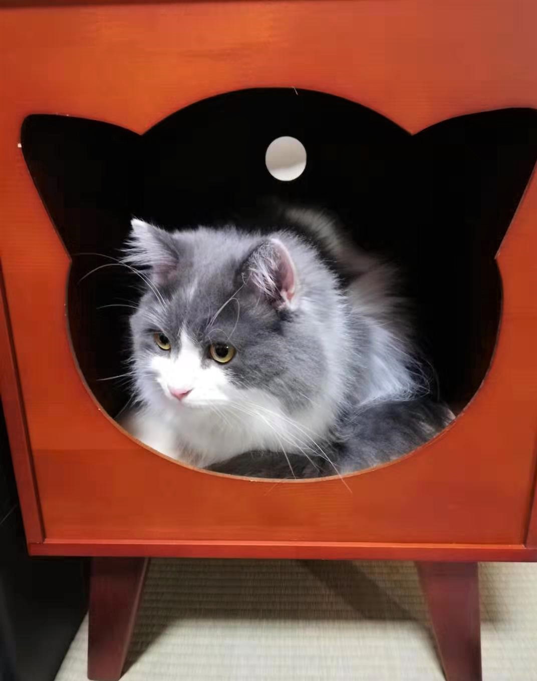キャットハウス！