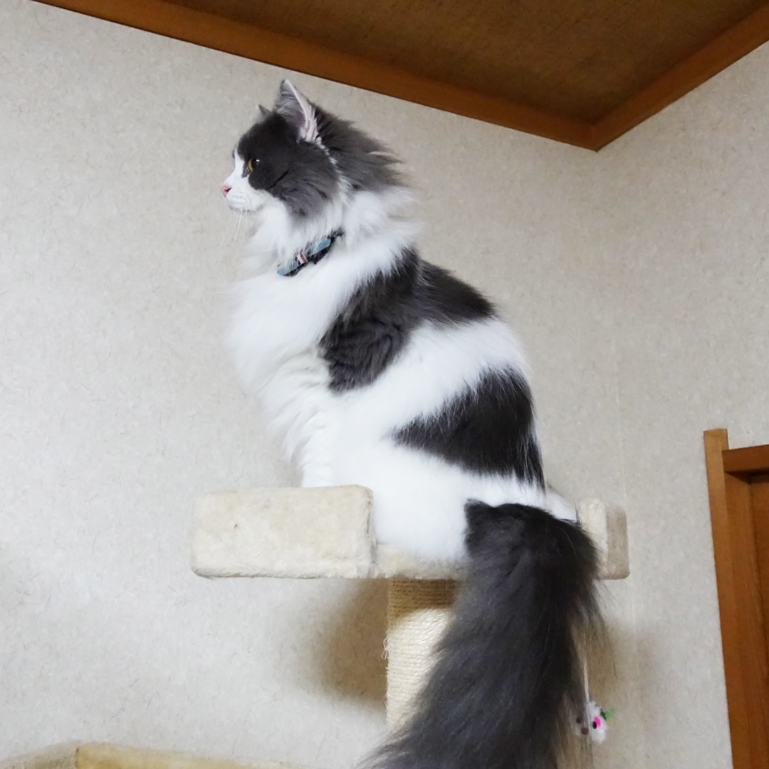 天井からカサカサ音が！