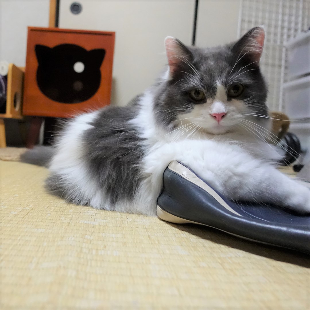 今日も葵斗くん！