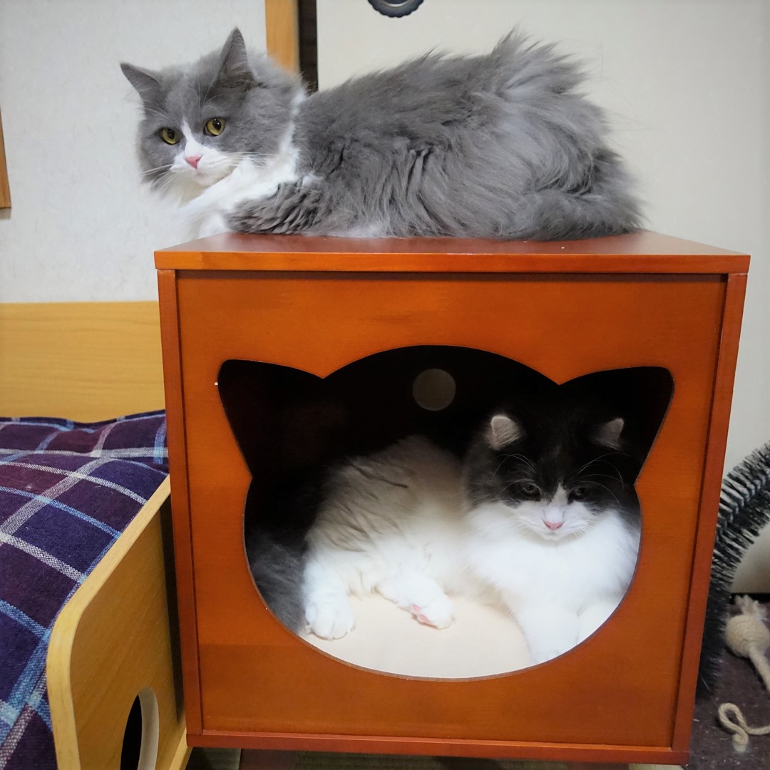 モデル風！