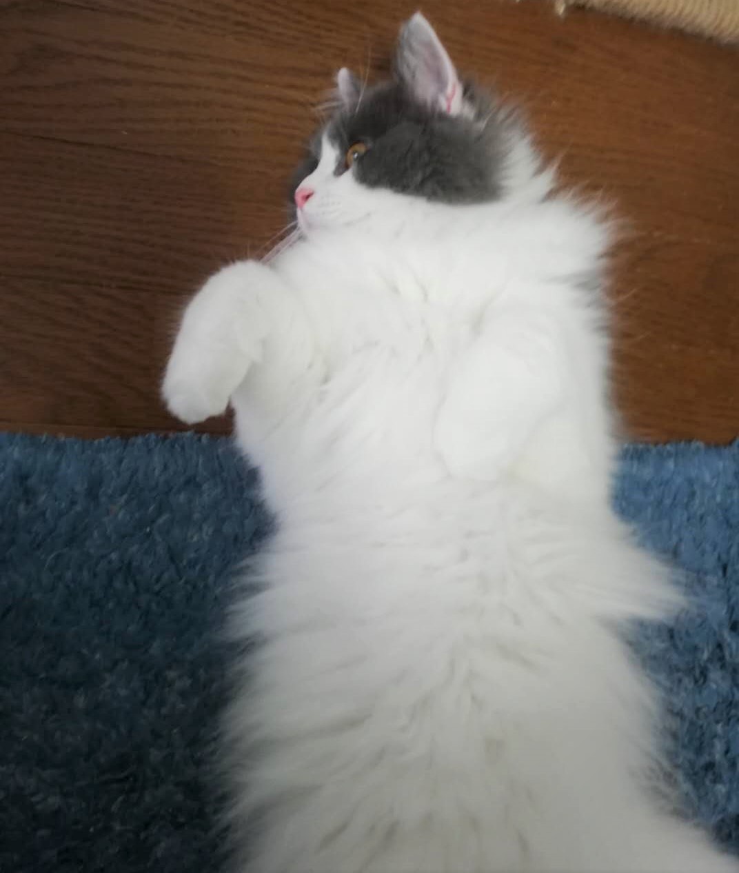いつも へそ天！