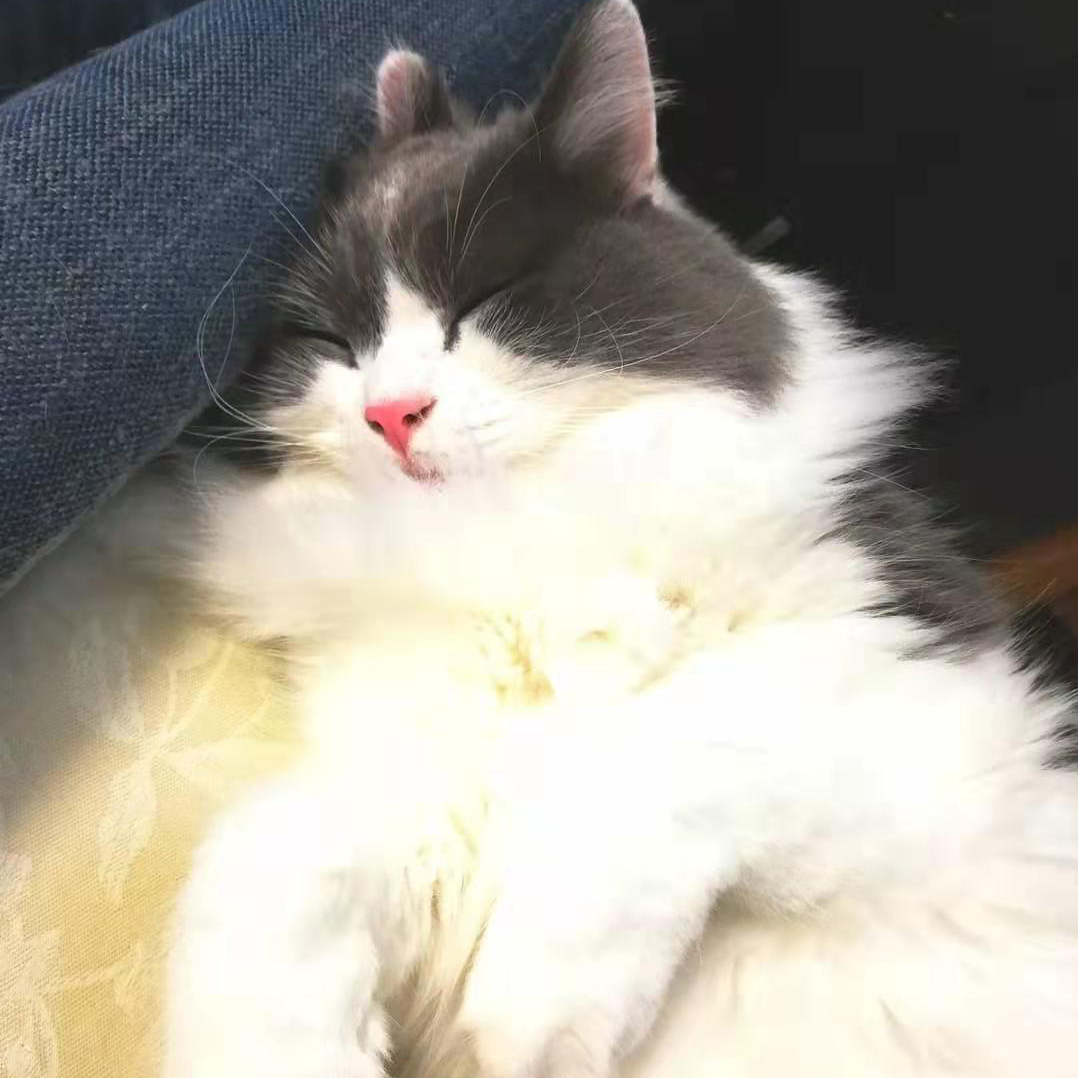 うさぎ猫　葵斗！