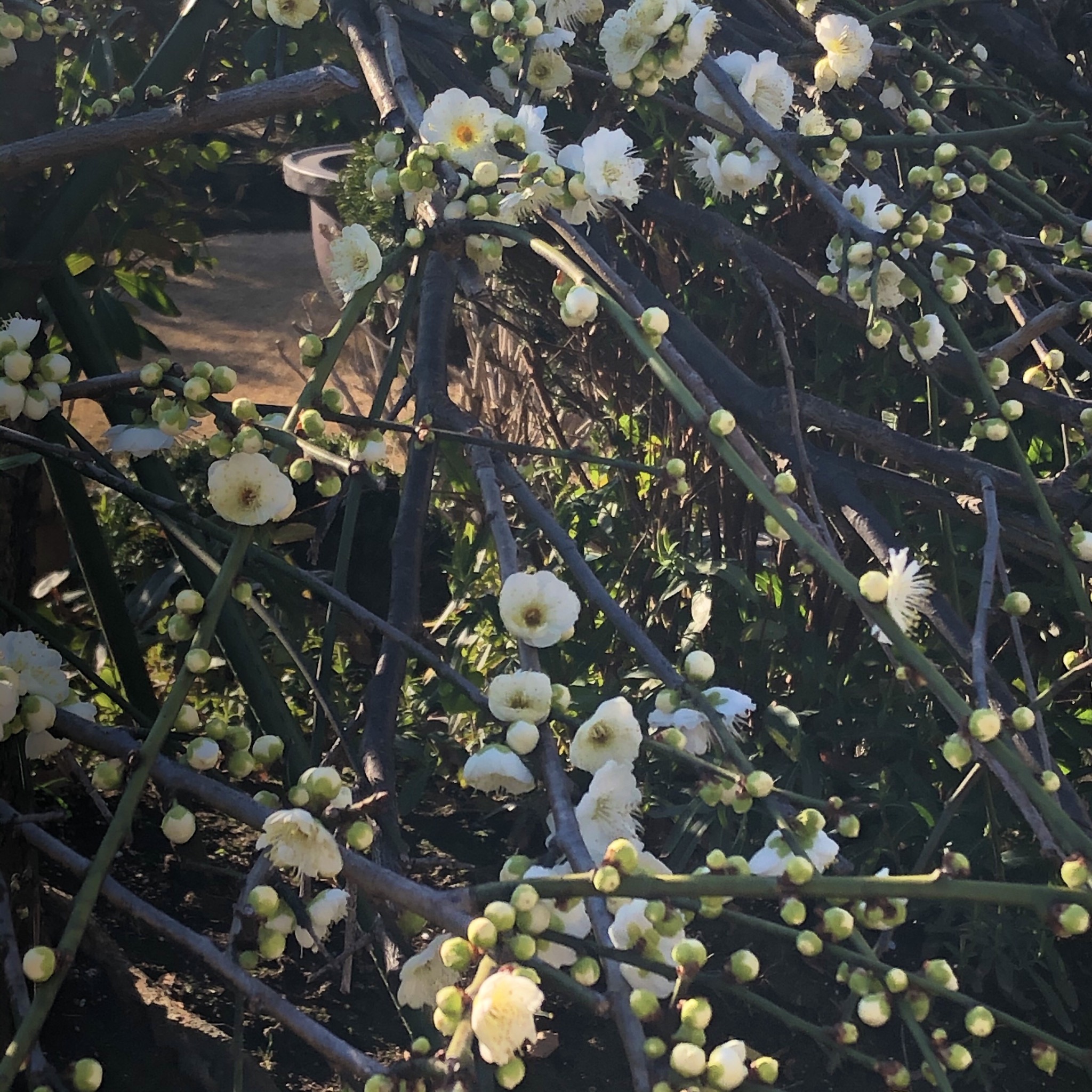お花がモチーフのアクセサリー②