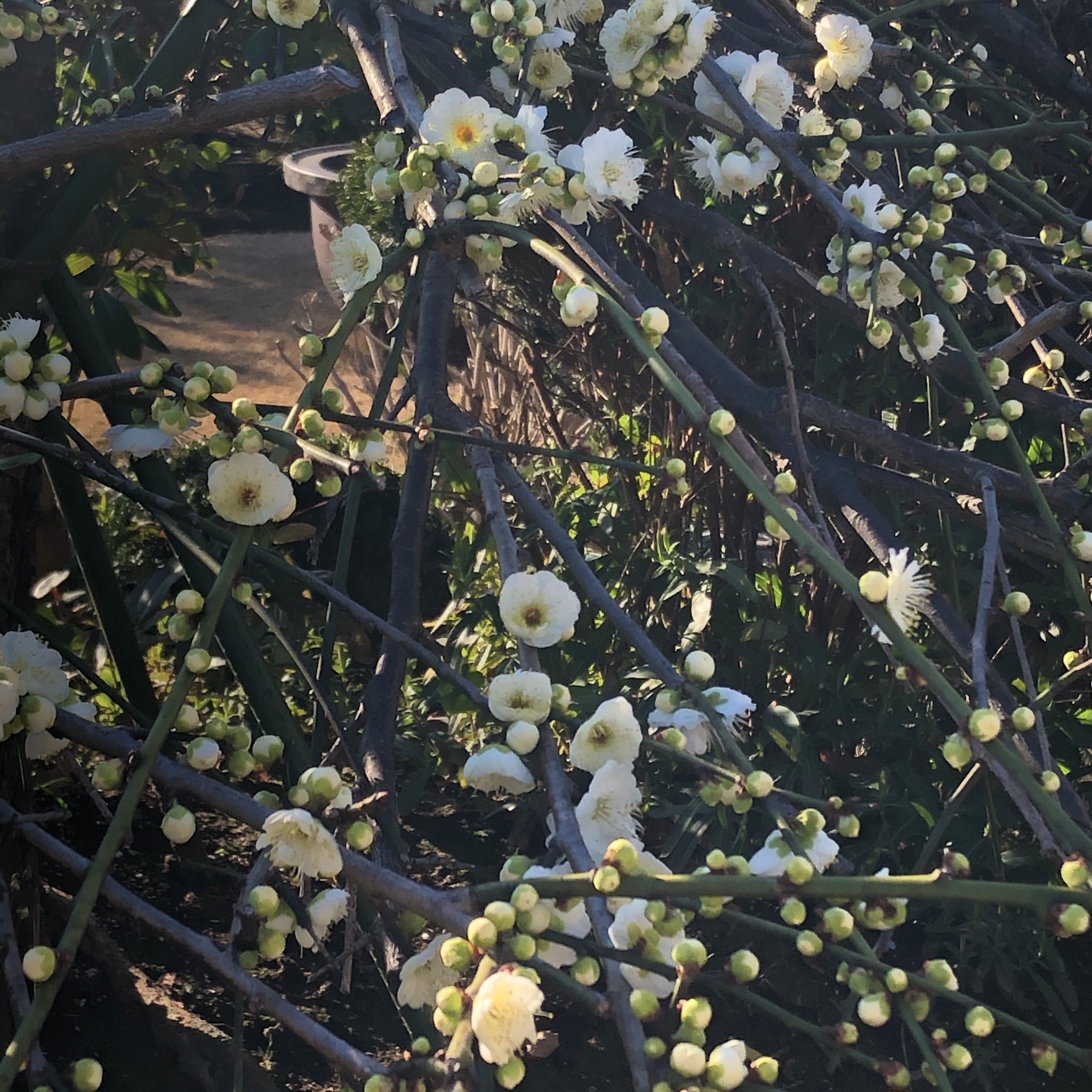 お花がモチーフのアクセサリー②