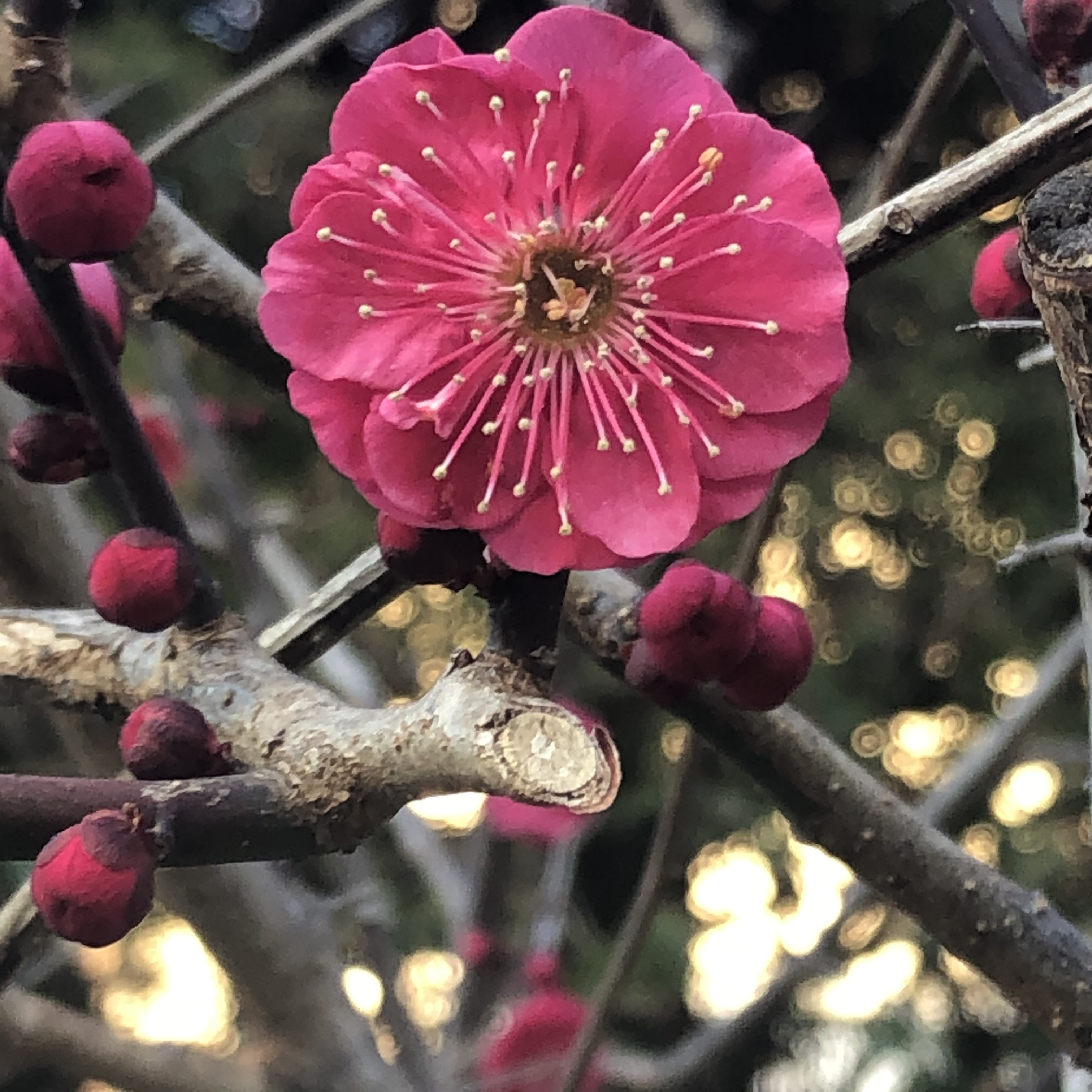 お花がモチーフのアクセサリー