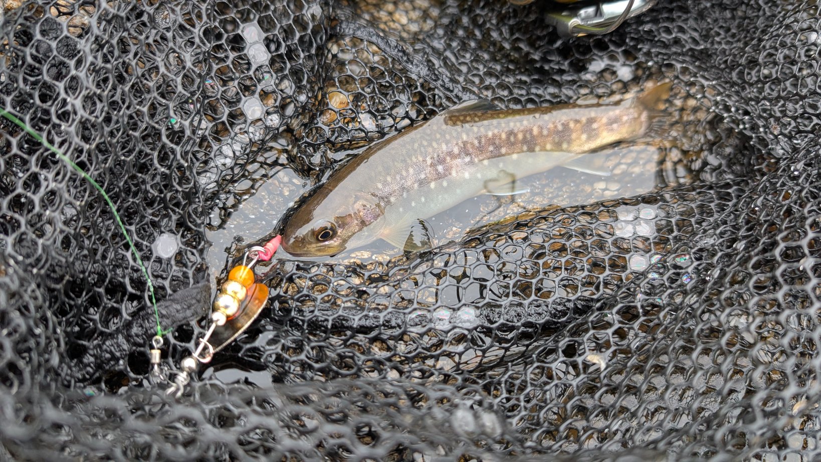 火曜日に🎣