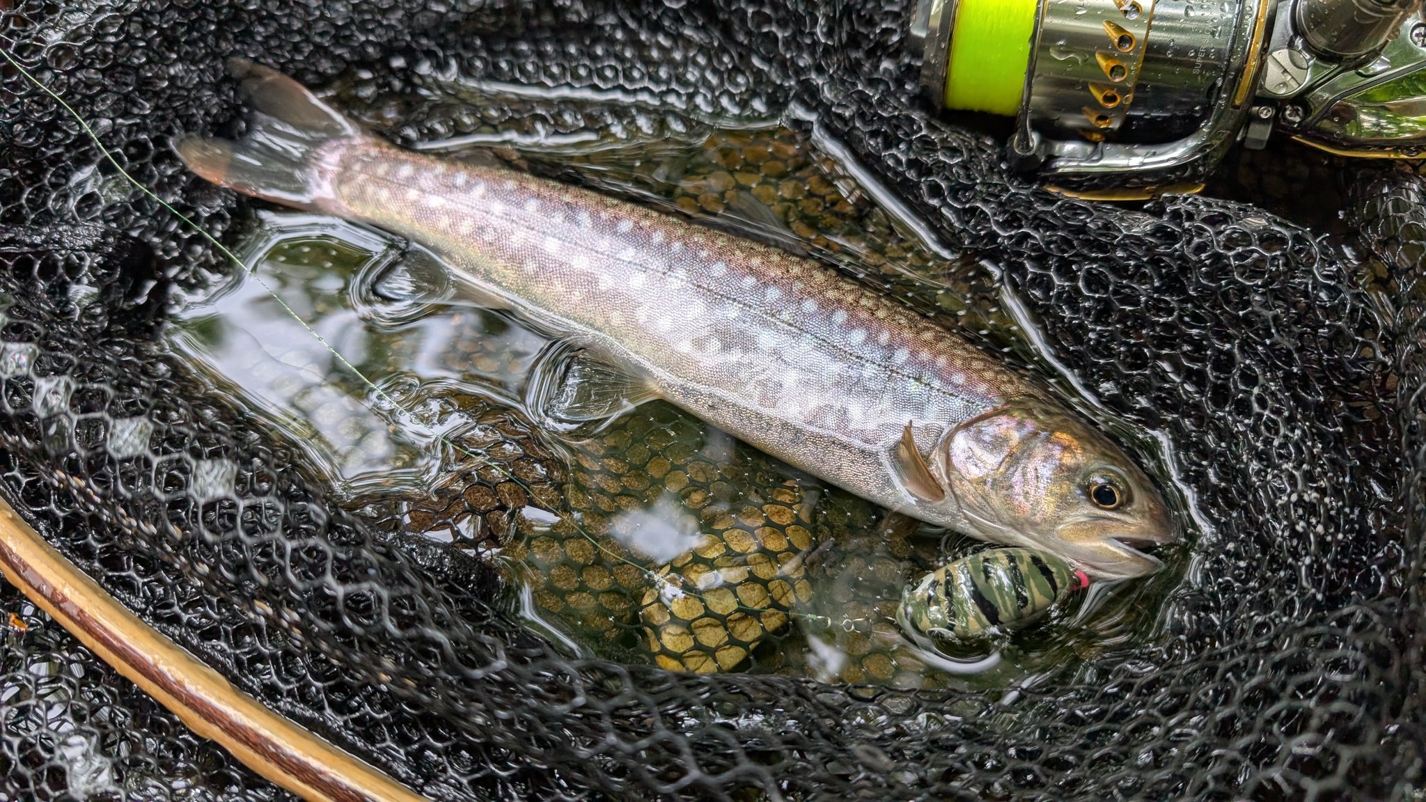 今日も釣り