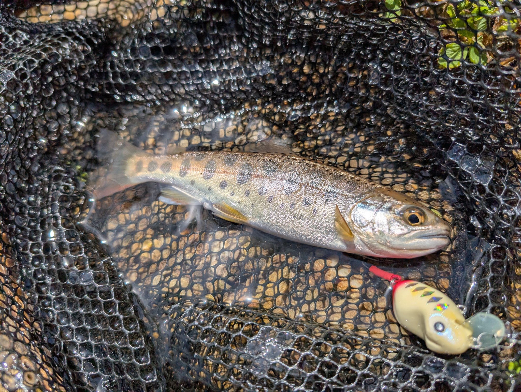 山女魚解禁