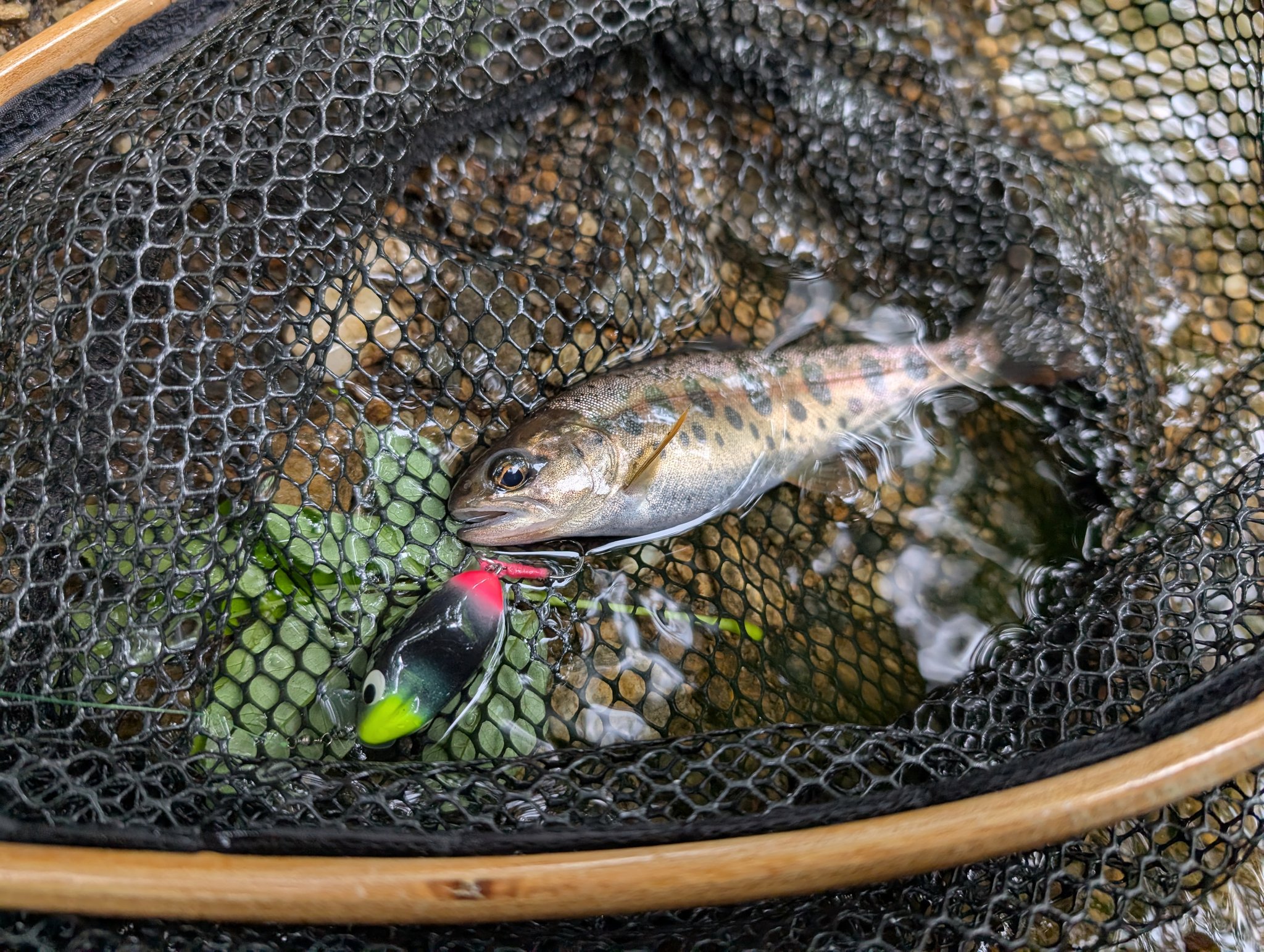 久々に午後から