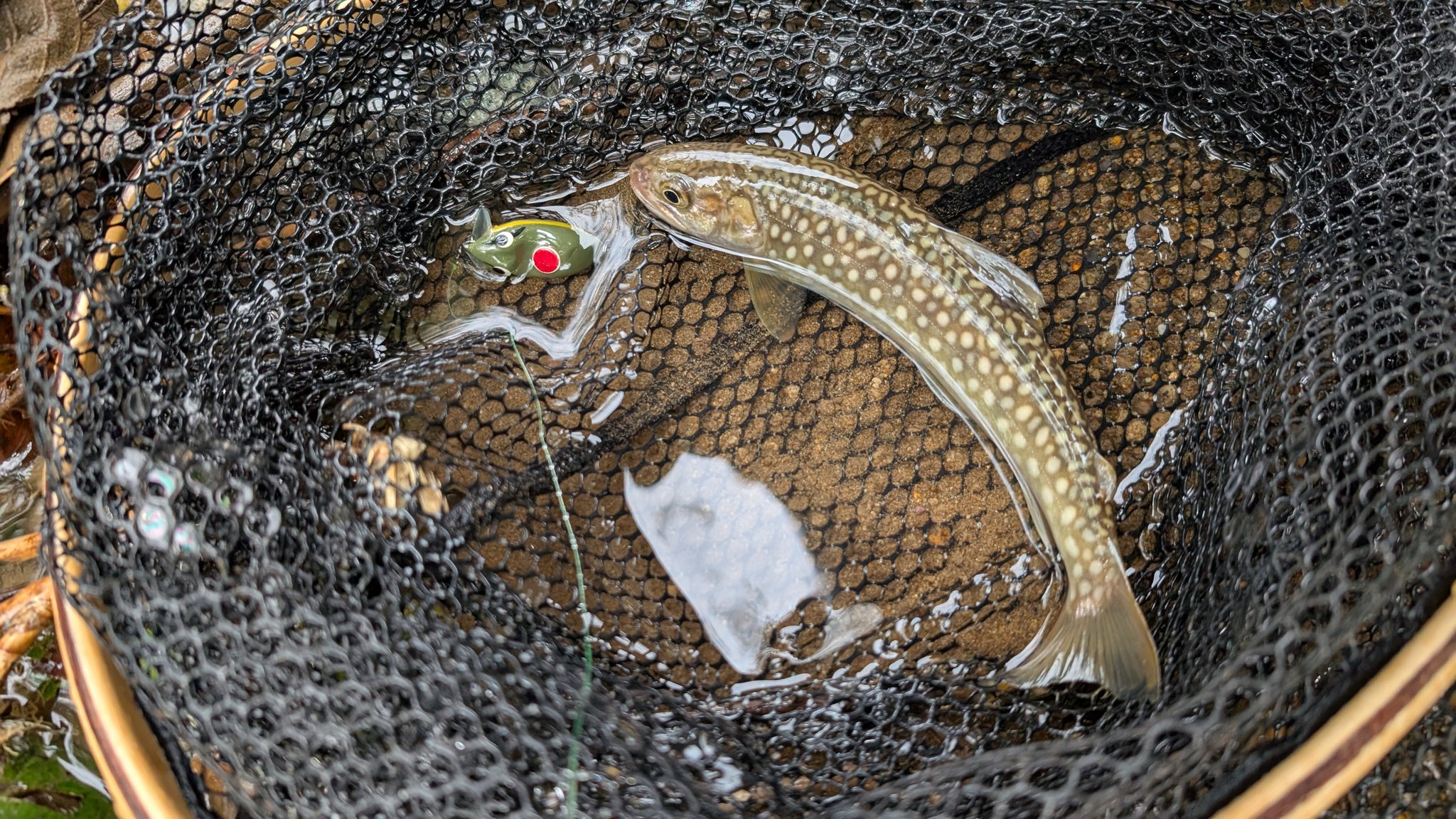 昨日も釣り🎣