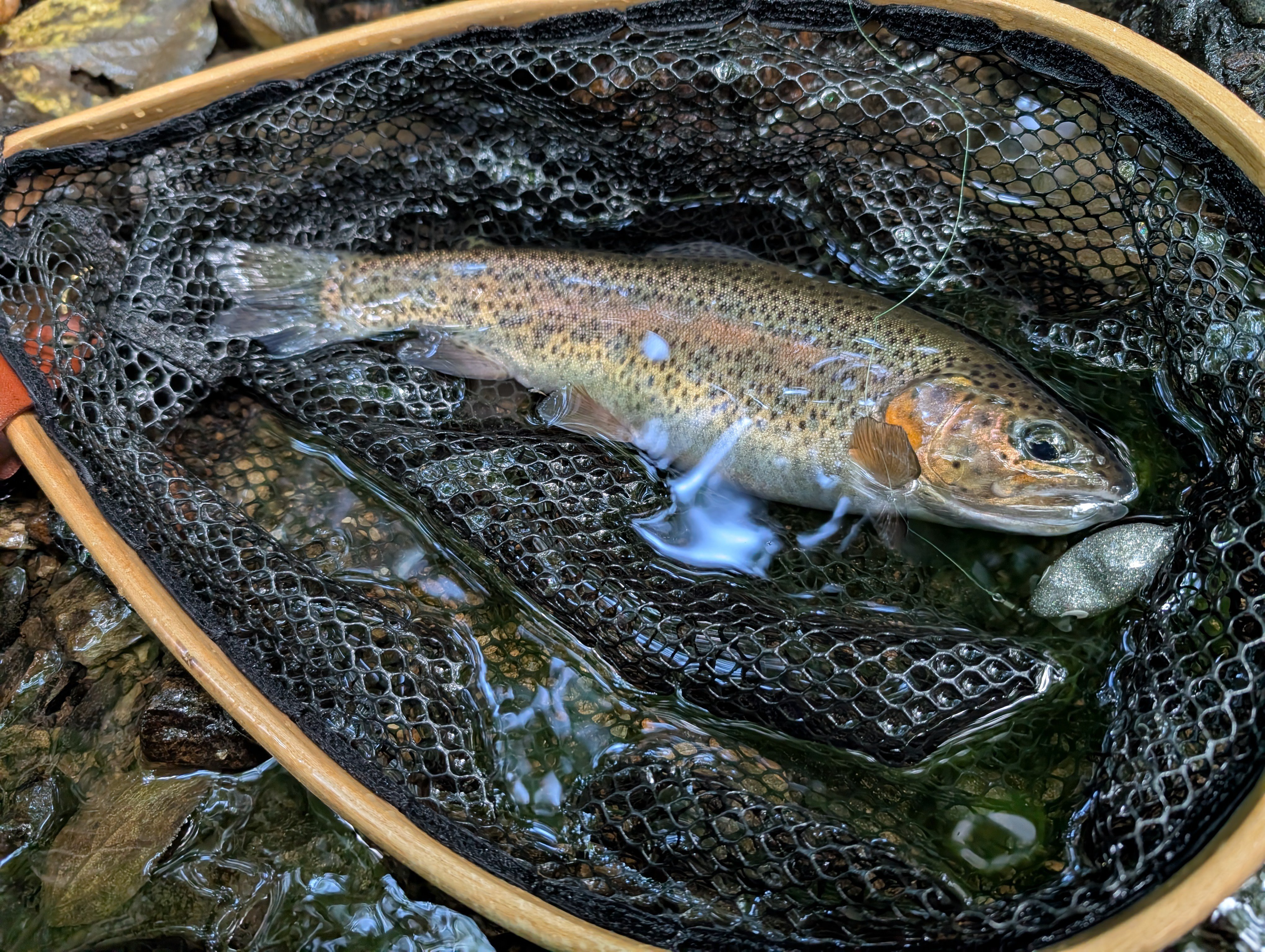 約1ヶ月ぶりの釣り