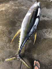 キハダマグロ