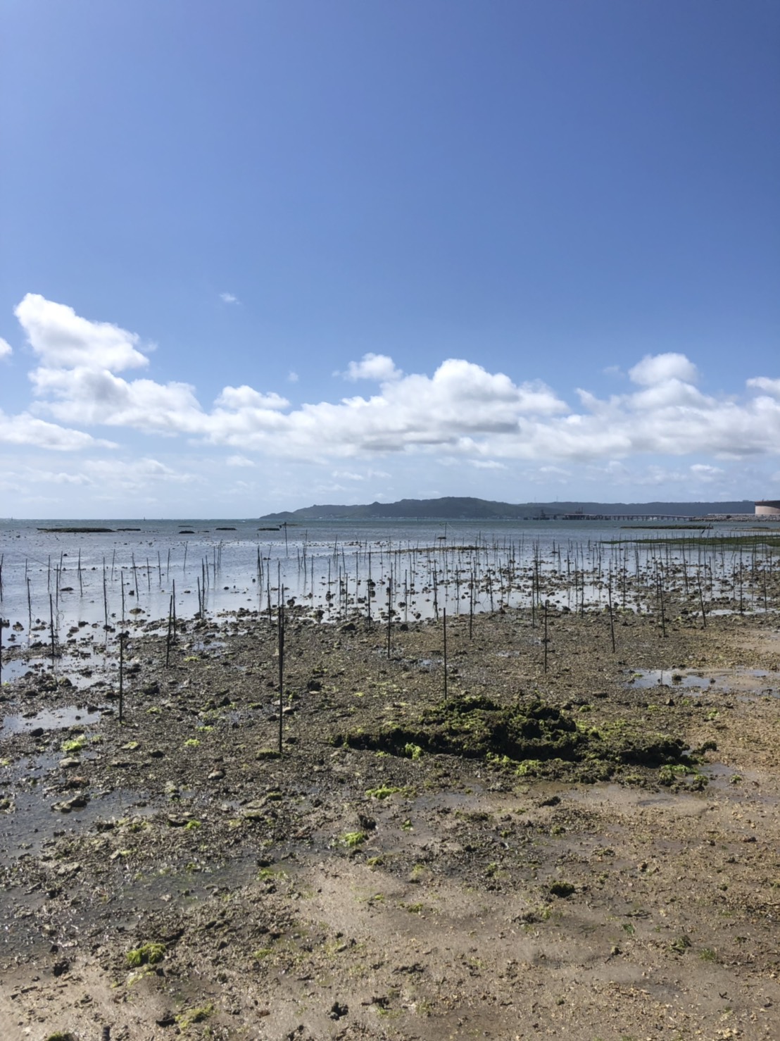 琉球seaweedのアーサ―畑