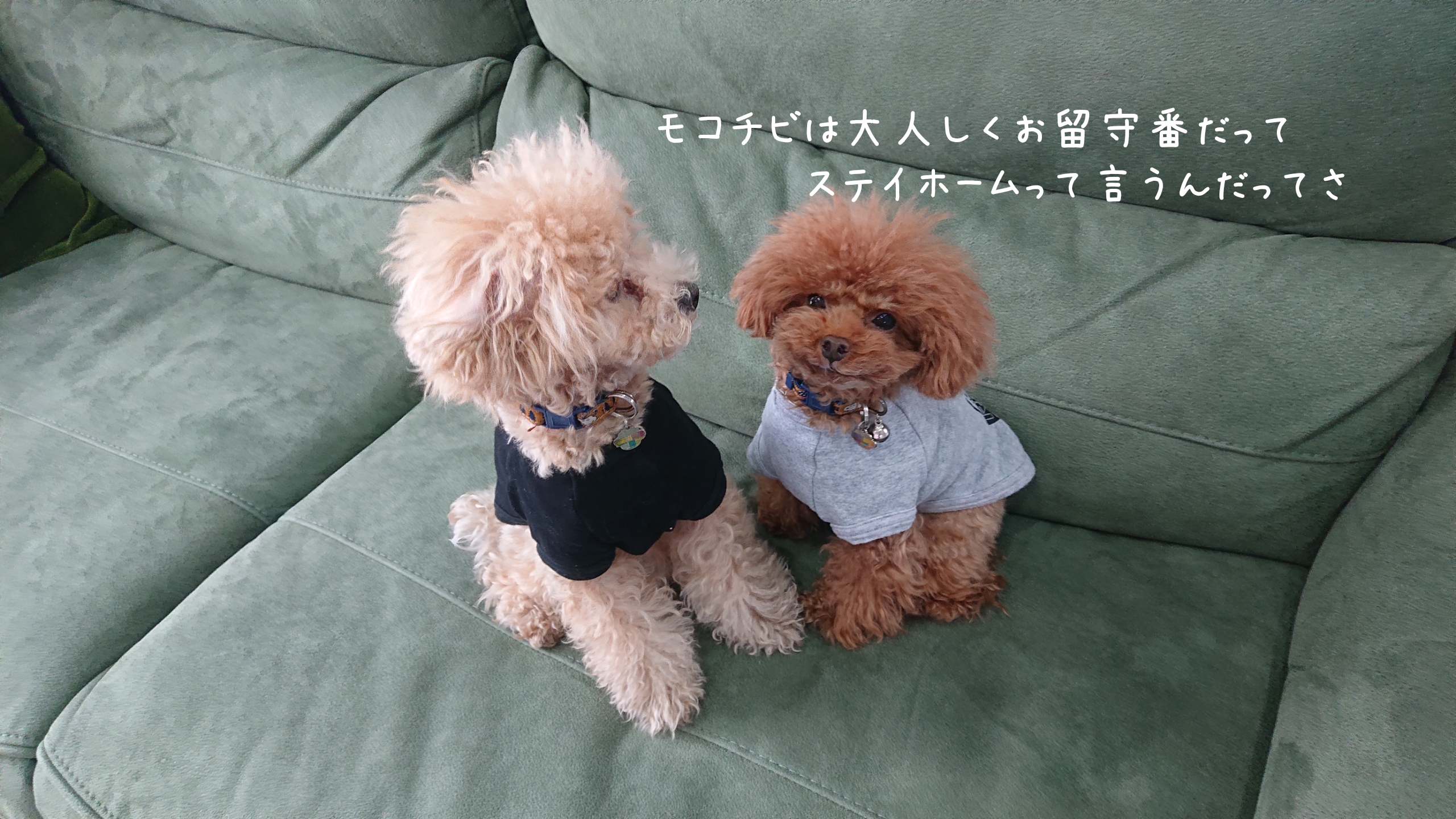 stay home《お家で過ごそう》