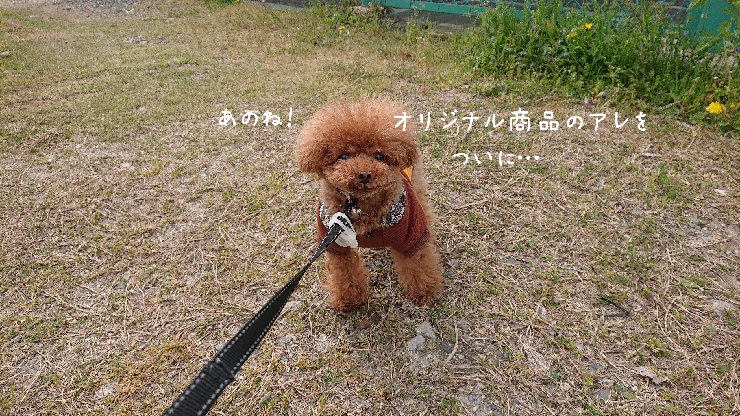 リニューアルして再登場😃