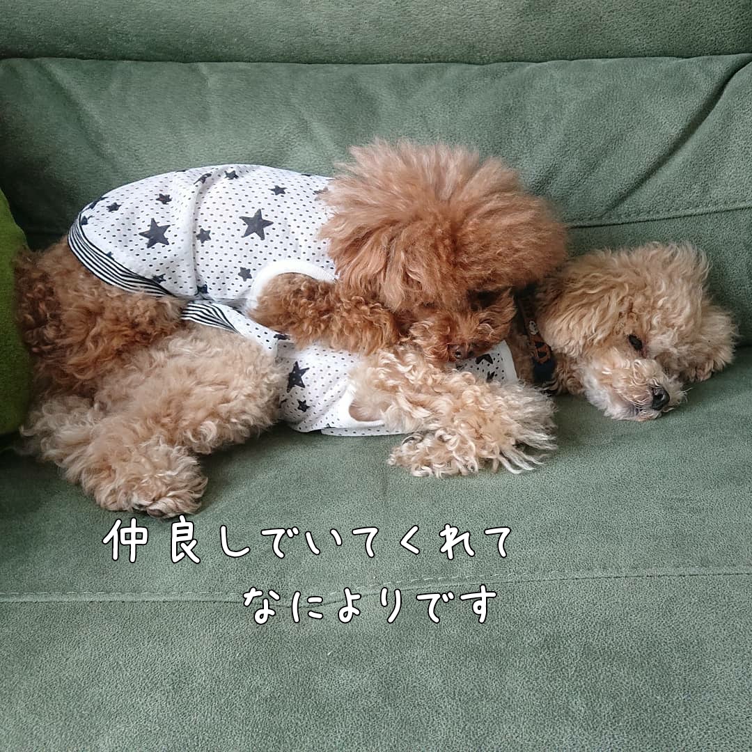 それぞれのモコチビ