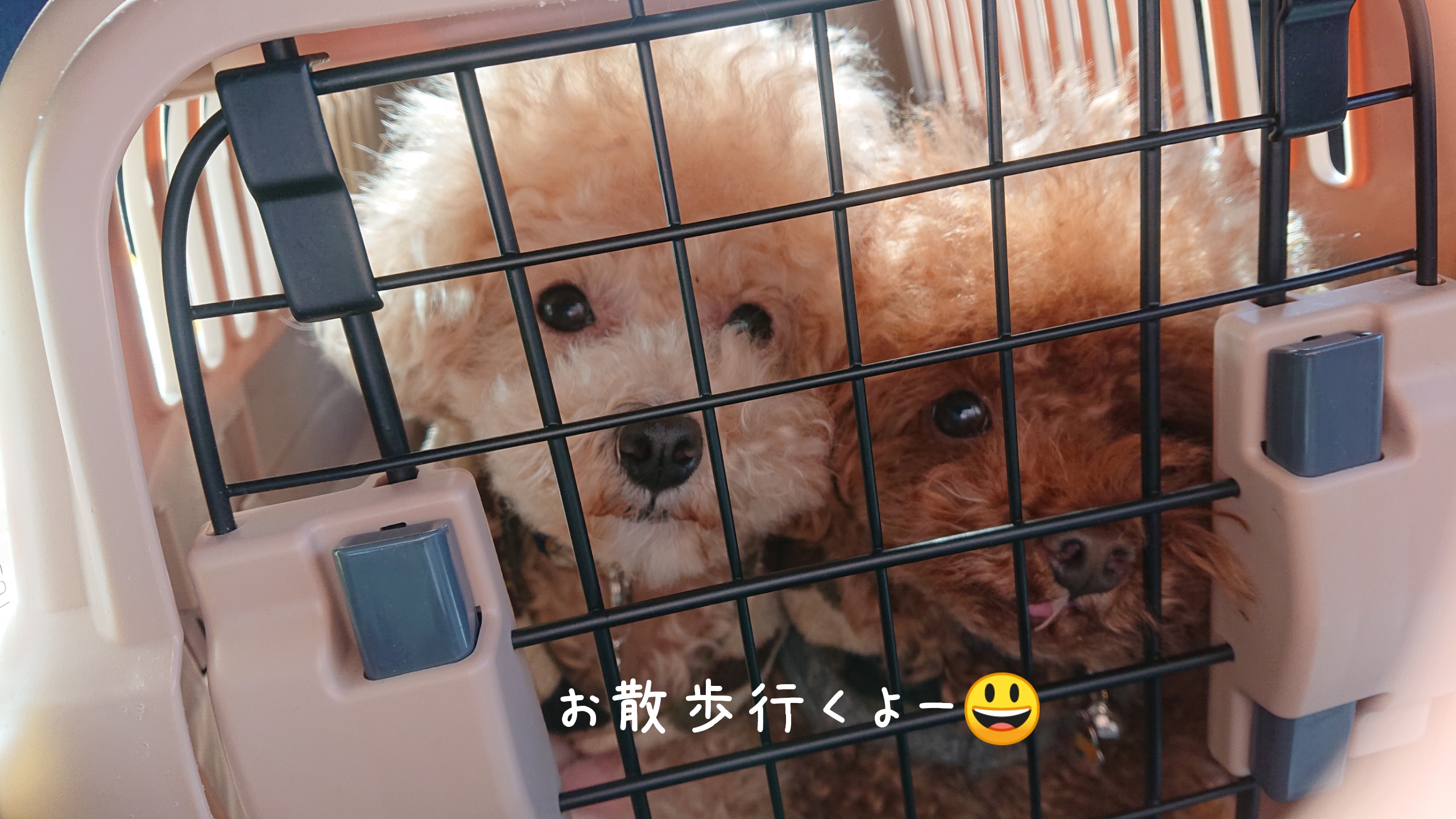 モコのるんるんお散歩♪