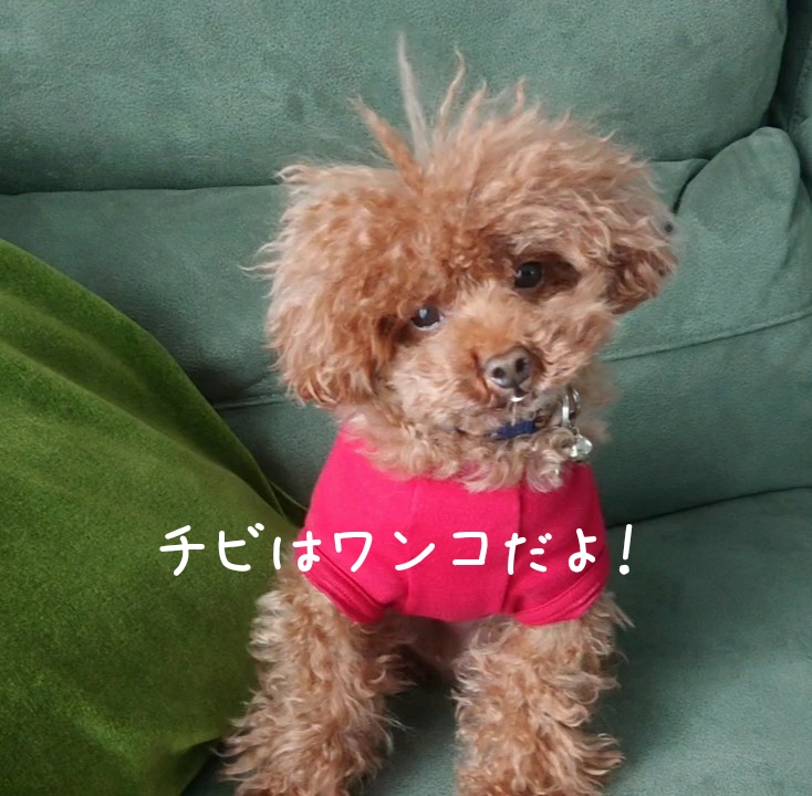 チビ、猫ちゃんではないのか疑惑