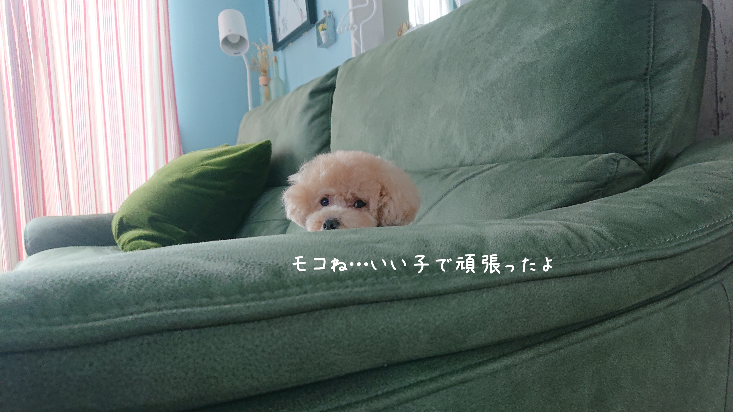 7月のトリミング