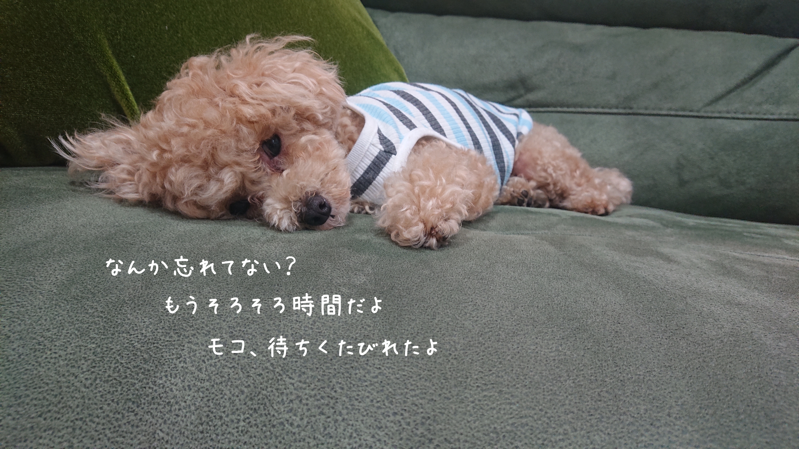 雨の日のモコチビstyle