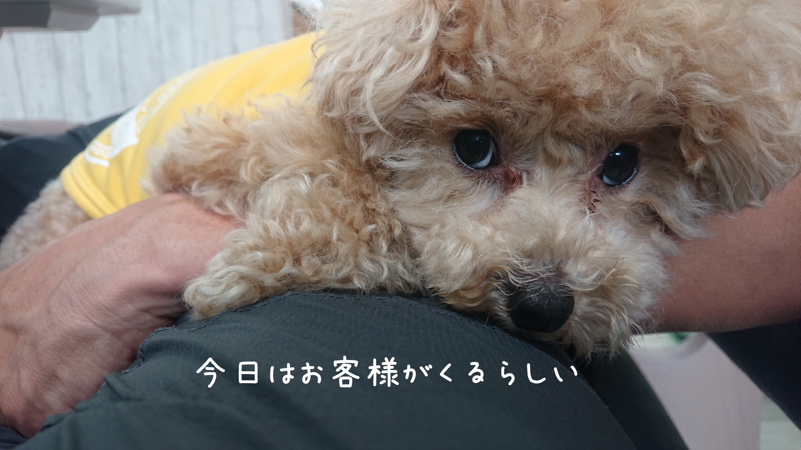 ねこねこねこねことモコチビ